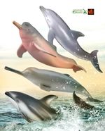 Dolphin Toy Model Figures by CollectA Choice of 4 for Cakes or Dioramas NEW