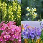 Wild Flower Linaria vulgaris Common Toadflax  wildflower seeds