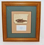 Framed Fish Fossil from Green River Formation Wyoming
