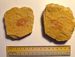 Uncommon Cambrian 'Isoxys minor' Fossil Chengjiang Biota Shell Arthropod, w/ box