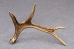 NATURALLY SHED WILD MOOSE ANTLER (HORN, KNIFE, CARVING, CHEW, TAXIDERMY)