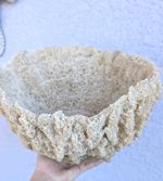 Natural Sea Sponge Unique Extra Large Vase Bowl Centerpiece Ocean 11" Coastal 