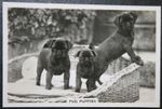 PUG PUPPIES   Vintage 1939 Photo Card  LE02MS