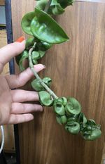 Hoya Carnosa Compacta, Unrooted Cutting, Propagation
