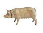 Border Fine Arts A4595 Pig