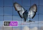 Garden Netting Heavy Duty Anti Bird Net 50mm (2") Mesh Strong Knotted Pond Sizes