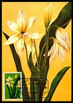 SAO TOME MK 1979 FLORA FLOWERS BOTANY MAXIMUM CARD MAXI CARD MC CM /m872