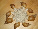 GIANT AFRICAN LAND SNAIL FOOD MIX (100g).