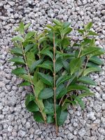 Stick/Leaf insect food -  Fresh privet cuttings, 20 Stems, about 200 Leaves