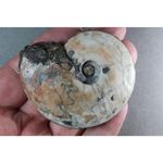 Hemiprionites walcotti – Timor Traiassic Ammonoid