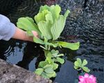 Pistia Stratiotes Jumbo Starter Plants  (5-12 cm) POND FLOATING PLANTS