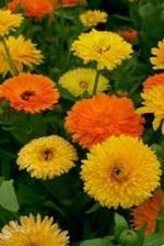 Flower - Calendula officinalis - Pacific Beauty Mix - Pot Marigold - 1000 Seeds