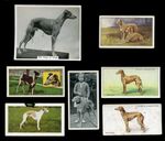 WHIPPET Dog Vintage Cigarette & Trade Cards - Collection of 7 all original