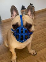 Dog Muzzle for French Bulldog  "Frenchies" | Strong nylon | Fits similar snouts