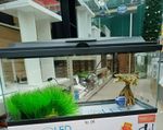 **BRAND NEW** Fish Tank Aquarium Complete Set-up: Heater, Filter, LED & More