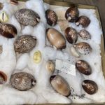 Sea Shell Lot - Fabulous Examples- Vintage