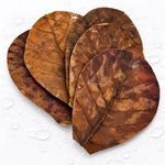 Indian Almond Catappa Leaves 15-20cm,  Shrimp Betta Aquarium Tannins Blackwater