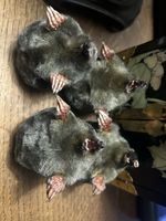 2x Taxidermy Half Moles
