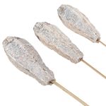Mahogany pods decoration natural white 45cm 50 pieces dried flowers