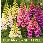 Foxglove Excelsior Mix - 10 000 Seeds - Digitalis Purpurea -  pollinator plant