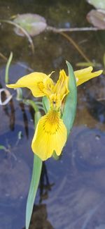 80x Yellow Water Iris, flag iris - Large Bare Root Cuttings