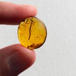 MILLIPEDE in Burmese / Burmite amber fossil / 100% genuine amber