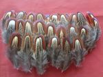 100 Pheasant Shoulder Feathers 2" - 3.5" /5cm - 10cm  - Church Window Feathers