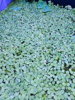 X30 Live Salvinia Minima Floating Aquarium Plant for Tropical Tanks