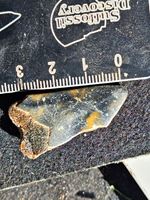 Ultra Rare Great White Tooth Pliocene Deposits Uk