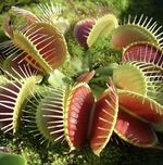 1 X VENUS FLY TRAP DIONAEA MUSCIPULA CARNIVOROUS HEALTHY INDOOR PLANT 8.5cm