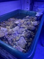 Indonesian Live Rock - 1KG 5KG 10KG Aquarium Fish Life Rock Bacterical Benfits