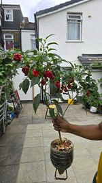 Scotch Bonnet Chilli Pepper Seedd Potted, 10 Seeds Red & Green: London Hills
