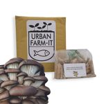 Blue-Grey Oyster Mushroom Plug Spawn