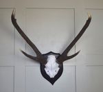 Sambar deer by Rowland Ward, circa 1938 (Ex Rothschilds collection)