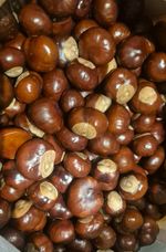 100 fresh picked conkers/horse chestnut