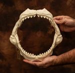 Tiger shark Jaws and 4 rows of teeth! Lifesize Replica | Movie Museum Display