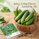 Vegetable Cucumber Seeds - Multi-Variety - 50/240 Seeds - Delicious Vegetables