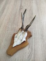 vintage Real  Skull with Horns, white bone, animal skull. Original 1930-70. 30