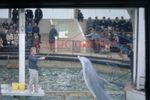 35mm Slide 1970's Performing Dolphin Show Unidentified Location slide 2