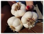 3x Spanish XL Garlic bulbs for planting now extra LARGE BULBS UK SELLER