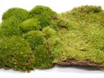Live Terrarium Moss Set Bun & Carpet Moss Mix for Closed Terrariums