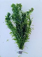 10x Elodea Densa Oxygenating Pond Water Aquarium Live Plants Egeria Sent Tracked