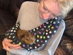 Fleece Bonding Scarf / Sling for Small Animals . Guinea pigs / ferrets / rats