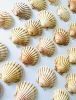 30 Shells Scallop Round Natural Sea Coastal  10- 12cm| Craft Decor Beach Wedding