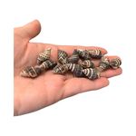 Shells, Drilled Gorgeous Craft Shells, 20 pcs,  for Craft & Beads Jewellery SH11