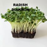 Microgreen seeds Organic micro green 6  different types  SEE HYPER LINK BELOW