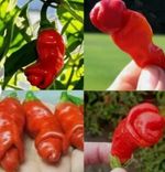 Pepper Seed 20 Red Penis Peter Pepper Seeds Penis Chili Capsicum Organic