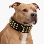 Black Leather Dog Collar 3 Inch Wide Gold Studded Heavy Duty All Sizes