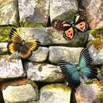 Glow In The Dark Butterfly Set of 3 Garden Wall Decor Outdoor Luminous Ornament