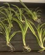 6x Spider Plant Plantlets (Chlorophytum, Variegated) ROOTED Plantlets